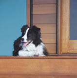 Dog On Timber Decking